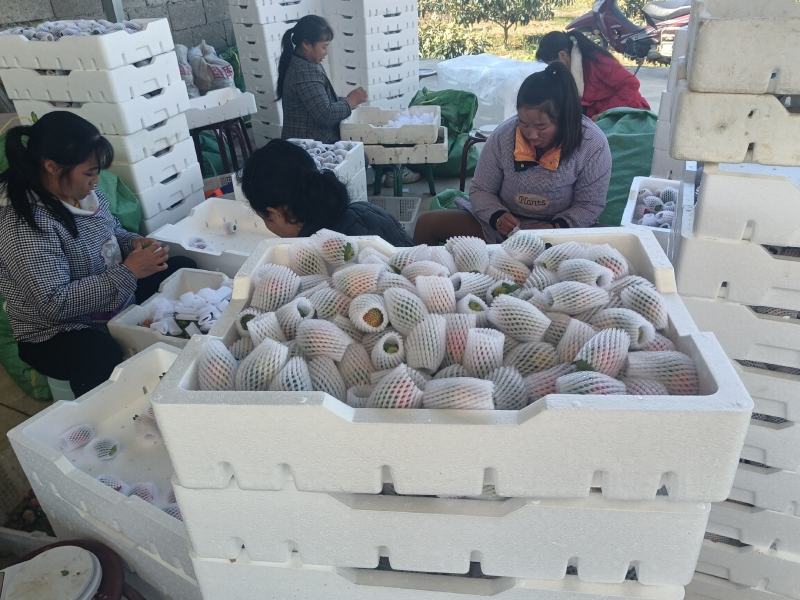 【精品】奶油草莓专业代发电商商超品控严格好评率高!