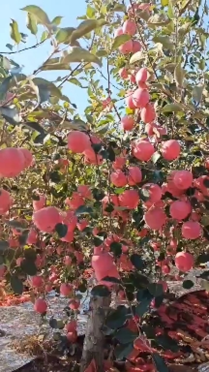 梨树苗晚秋黄梨秋月梨山农酥梨基地苗量大从优
