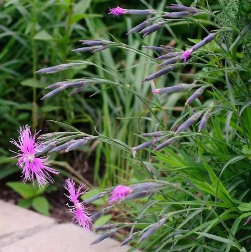 瞿麦种子药材种子野麦石柱花十样景花巨麦四季开花