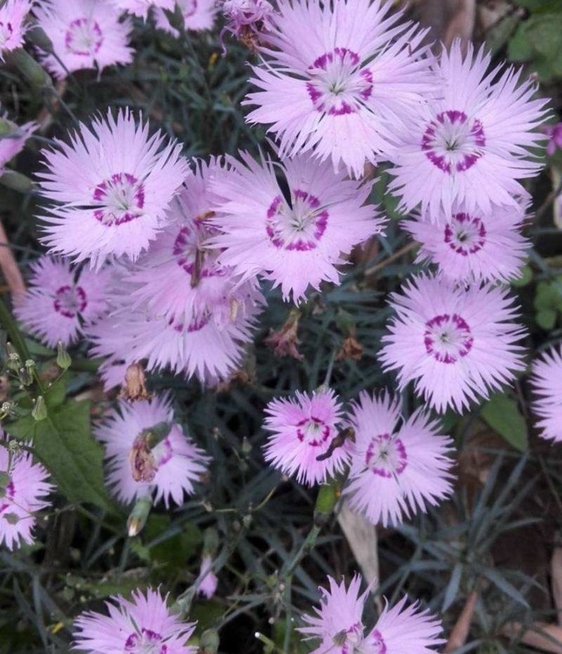 瞿麦种子药材种子野麦石柱花十样景花巨麦四季开花