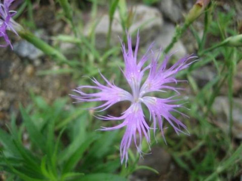 瞿麦种子药材种子野麦石柱花十样景花巨麦四季开花