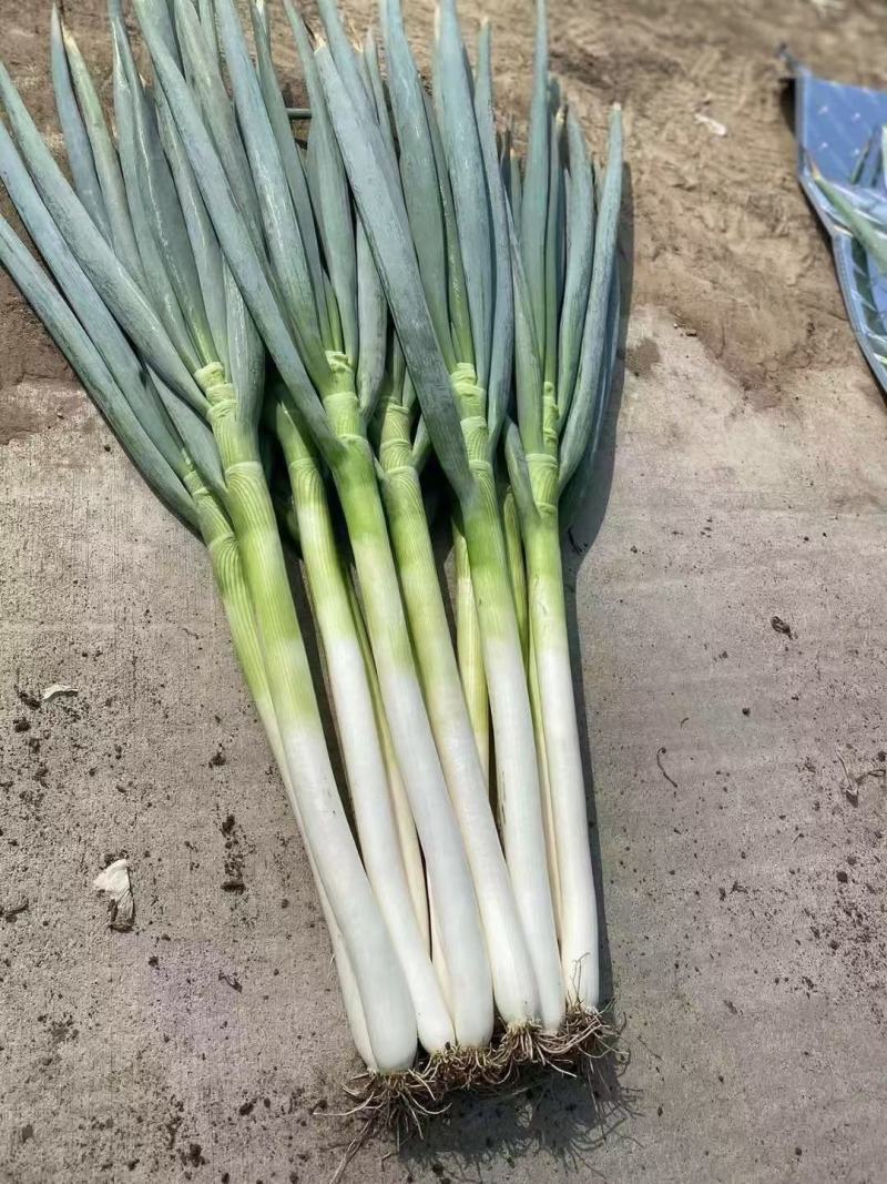 市场大葱大吨位供应价格便宜