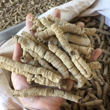 巴戟天大肉一手货源抽芯生晒中药材优质干货大量现货批发零售
