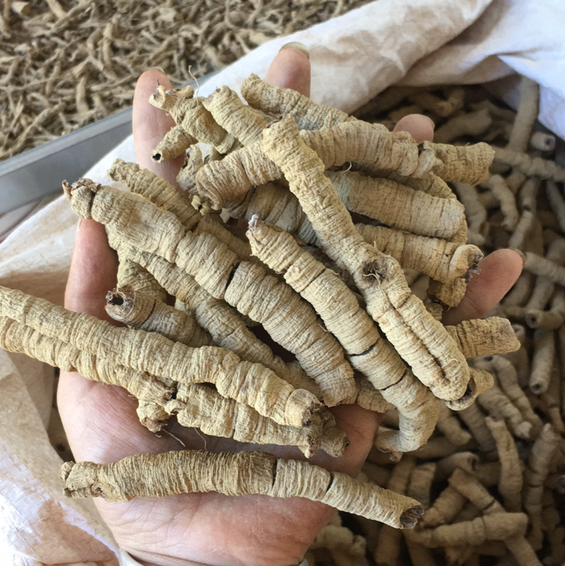 巴戟天大肉一手货源抽芯生晒中药材优质干货大量现货批发零售
