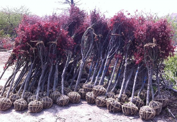 不同品种红枫小苗对比图