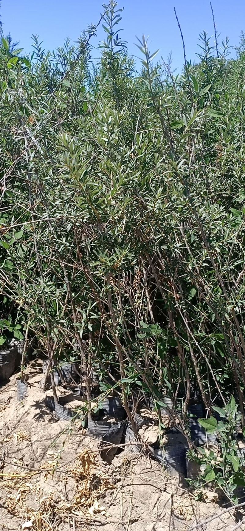 沙棘杯苗