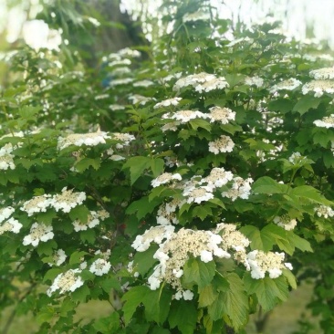 中草药种子天目琼花种子鸡树条荚蒾鸡树条佛头花树种子