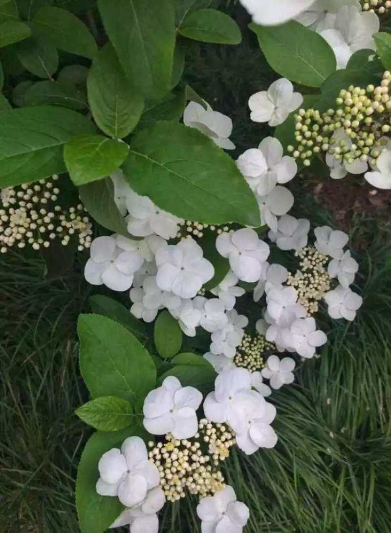 中草药种子天目琼花种子鸡树条荚蒾鸡树条佛头花树种子