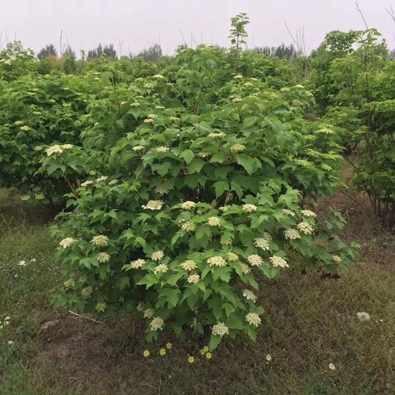 中草药种子天目琼花种子鸡树条荚蒾鸡树条佛头花树种子