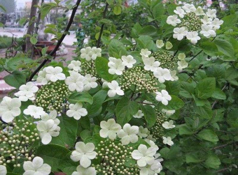 中草药种子天目琼花种子鸡树条荚蒾鸡树条佛头花树种子