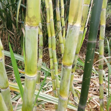 【推荐】四川白玉甘蔗/攀枝花白玉甘蔗/青皮甘蔗/坏了包赔