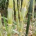 【推荐】四川白玉甘蔗/攀枝花白玉甘蔗/青皮甘蔗/坏了包赔