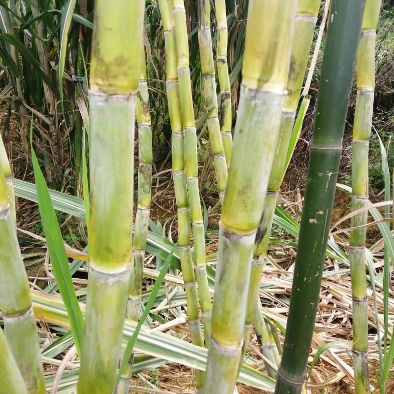 【推荐】四川白玉甘蔗/攀枝花白玉甘蔗/青皮甘蔗/坏了包赔