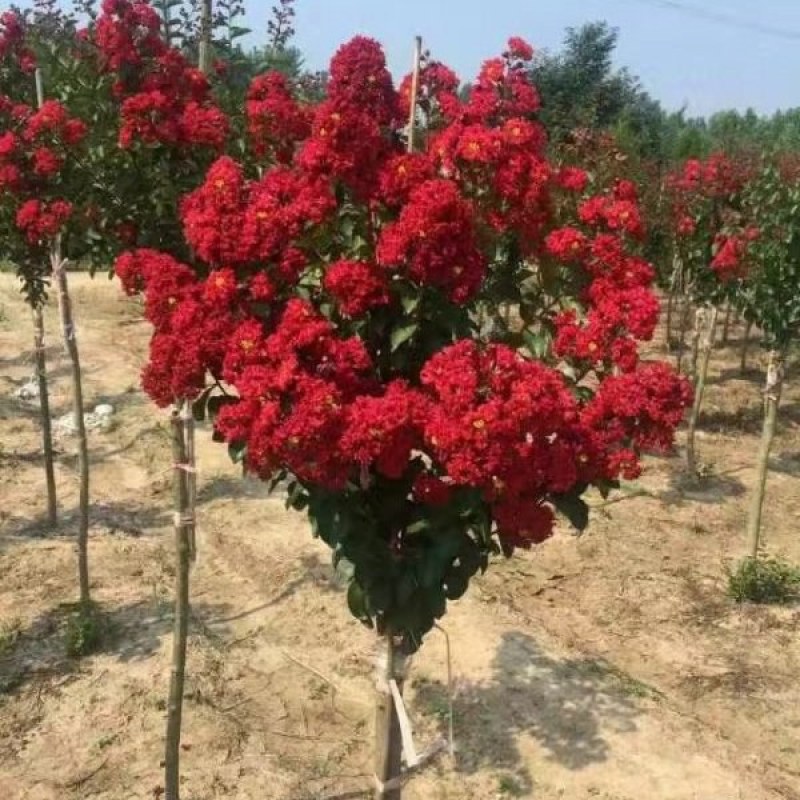 紫薇小苗
