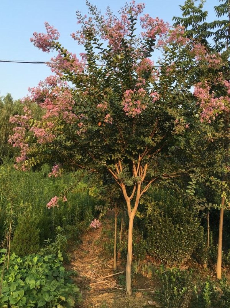 紫薇小苗