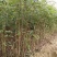 紫穗槐小苗