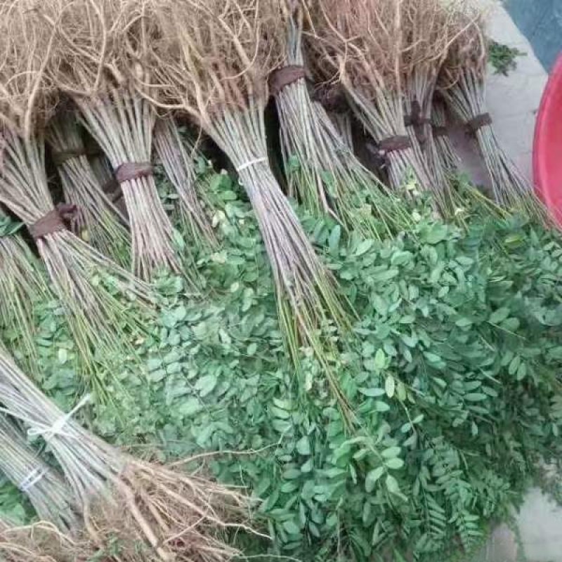 紫穗槐小苗