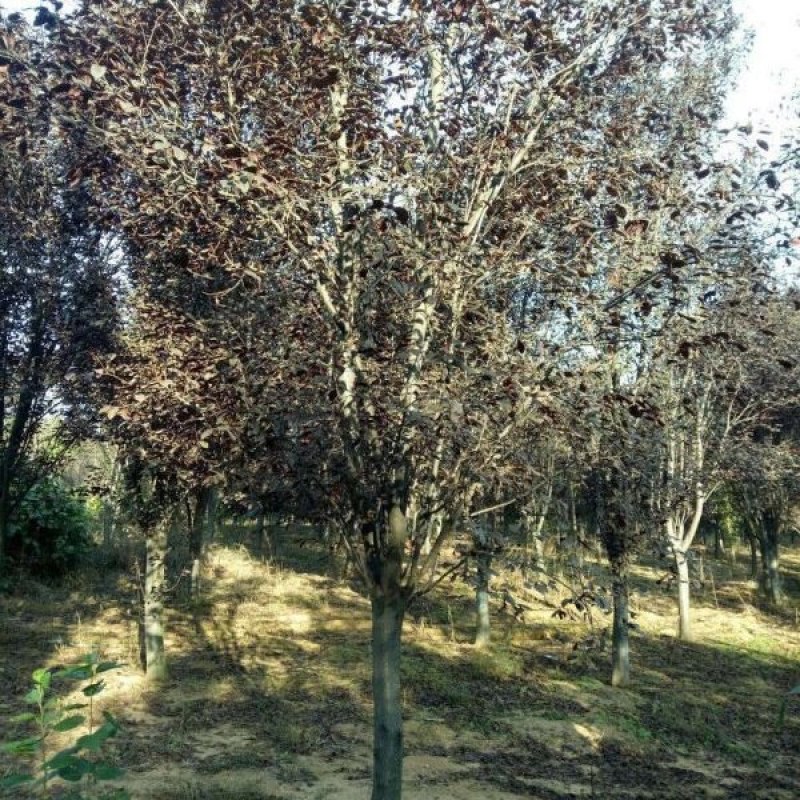 紫叶李
