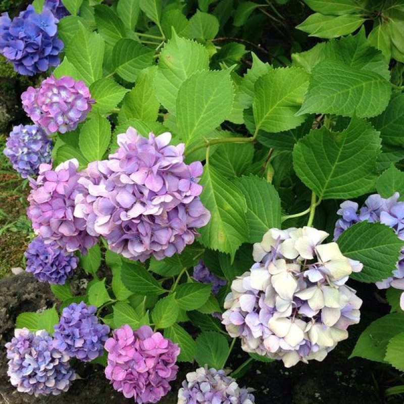 紫阳花