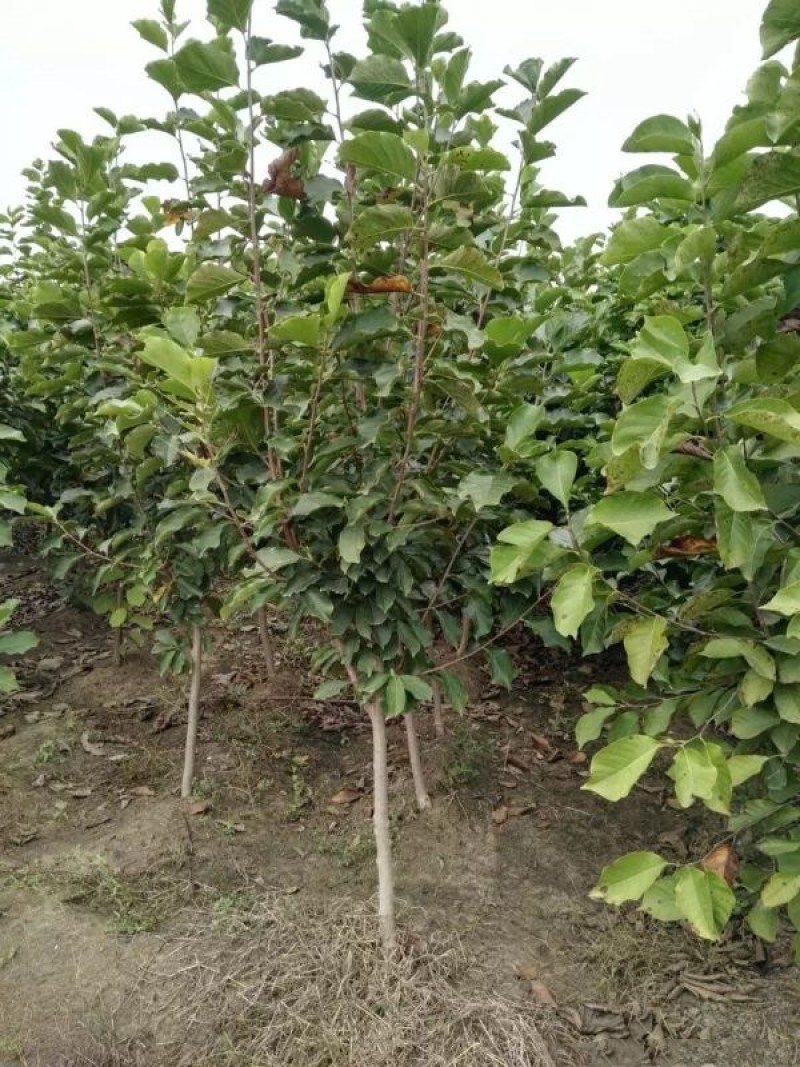 紫玉兰小苗