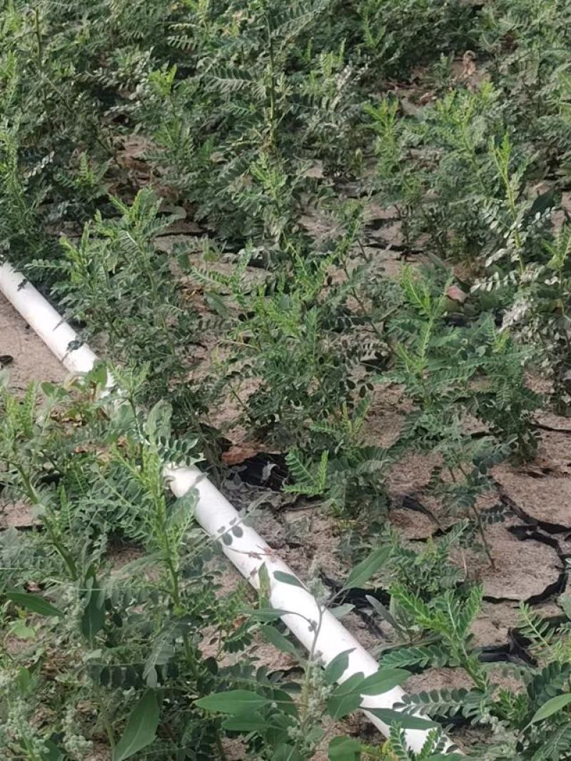 沙生槐