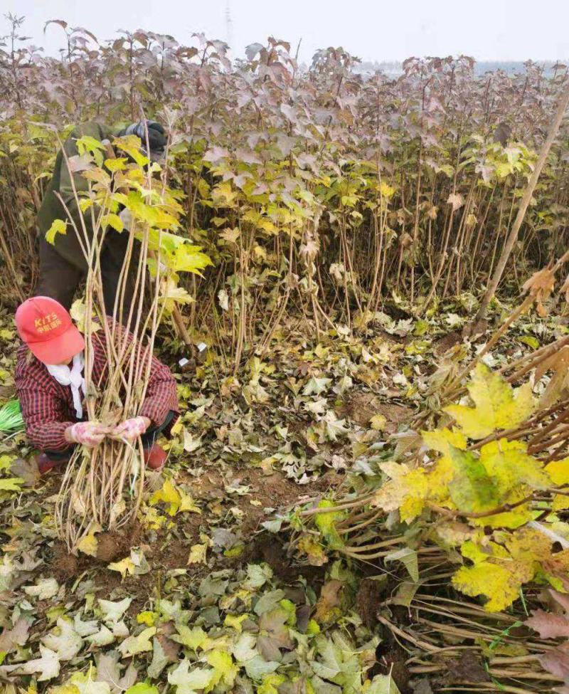 丛生天目琼花球庭院园林绿化落叶灌木球类鸡树条荚莲树苗