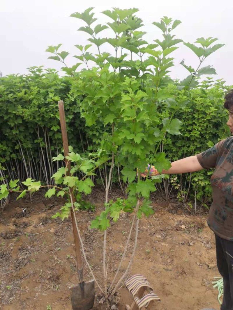 丛生天目琼花球庭院园林绿化落叶灌木球类鸡树条荚莲树苗