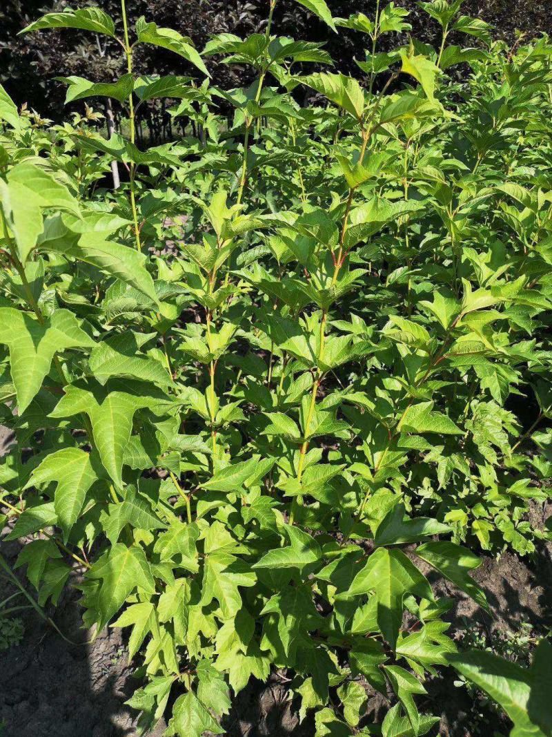 丛生天目琼花球庭院园林绿化落叶灌木球类鸡树条荚莲树苗