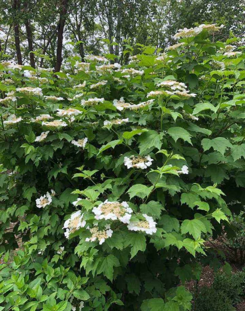 丛生天目琼花球庭院园林绿化落叶灌木球类鸡树条荚莲树苗