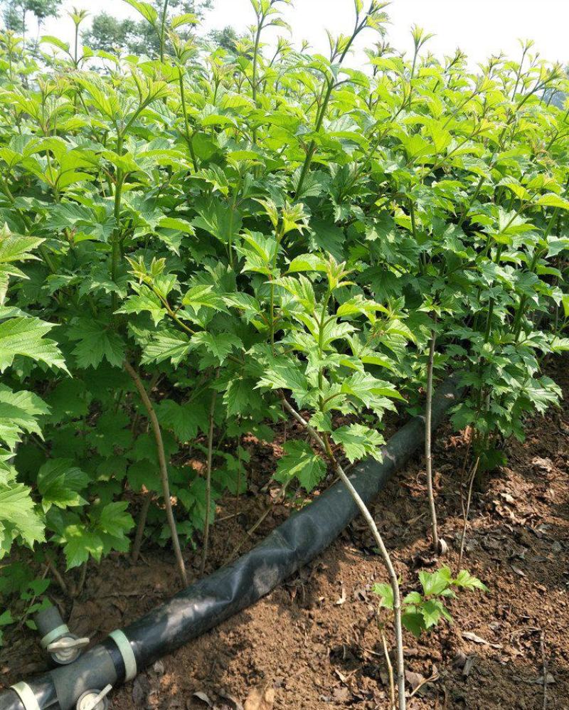 丛生天目琼花球庭院园林绿化落叶灌木球类鸡树条荚莲树苗