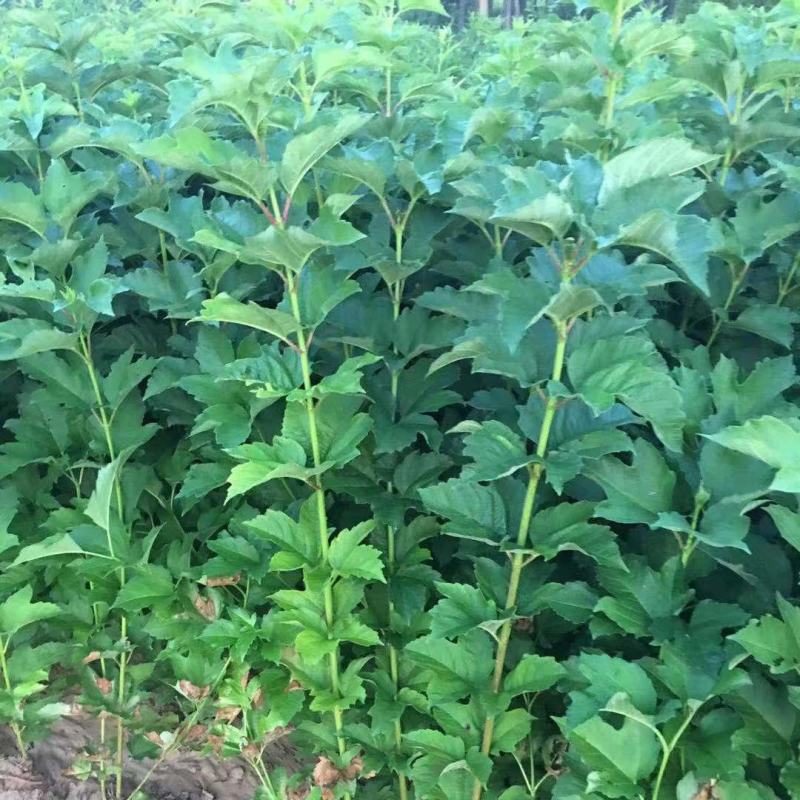丛生天目琼花球庭院园林绿化落叶灌木球类鸡树条荚莲树苗