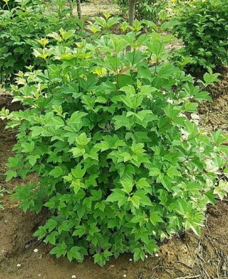 丛生天目琼花球庭院园林绿化落叶灌木球类鸡树条荚莲树苗
