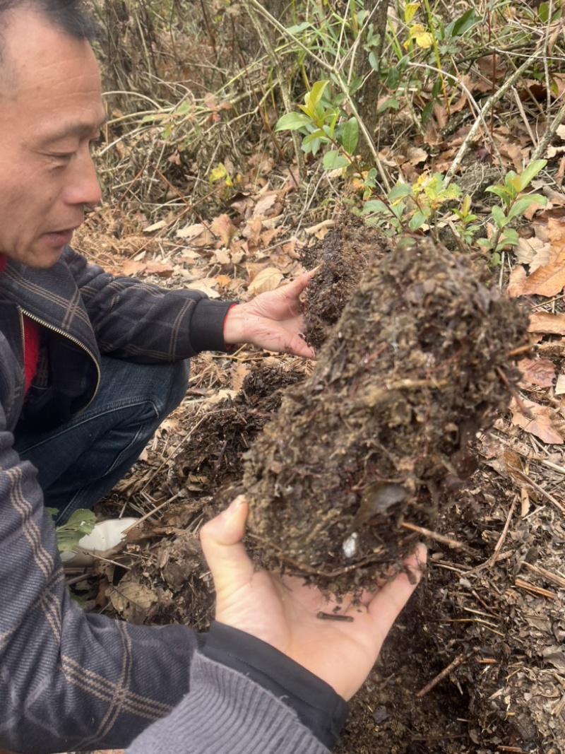 种天麻须用蜜环菌、不退菌不回菌、上菌快后劲十足