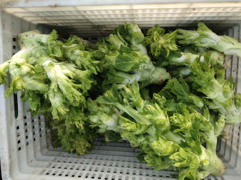 贵州优质儿菜、产地直发，大量有货，需要的赶紧联系