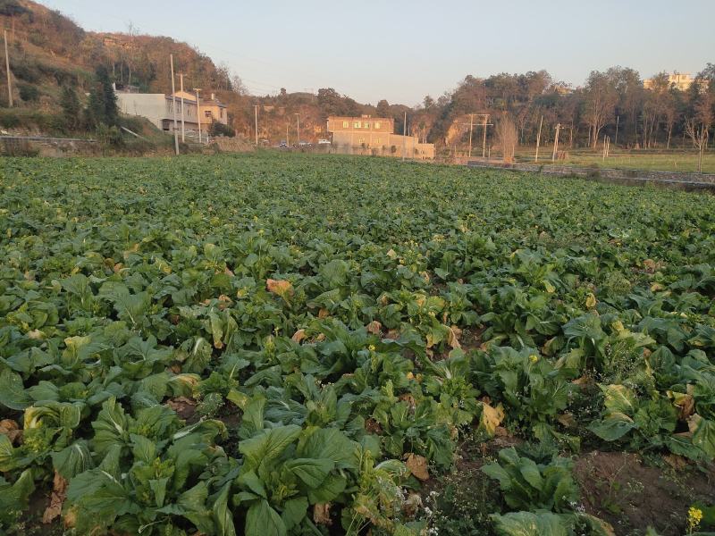 贵州优质儿菜、产地直发，大量有货，需要的赶紧联系