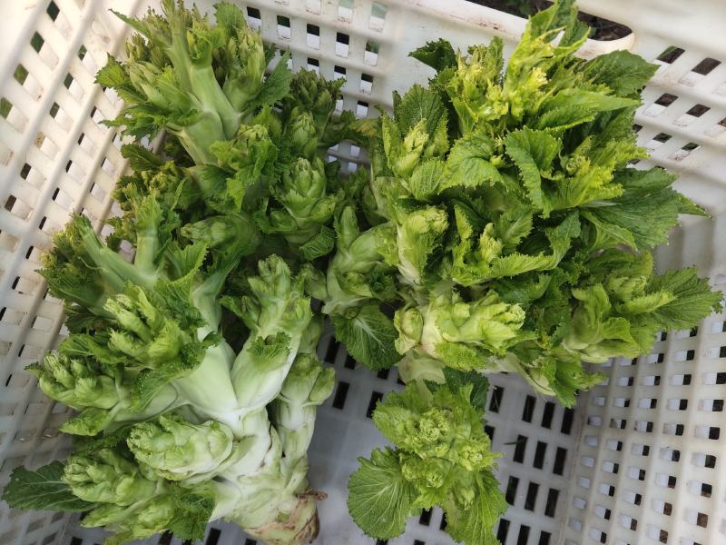 贵州优质儿菜、产地直发，大量有货，需要的赶紧联系