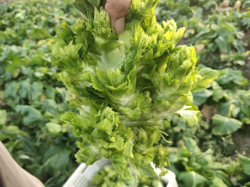 贵州优质儿菜、产地直发，大量有货，需要的赶紧联系