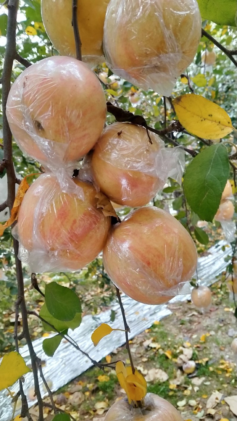 山西万荣精品纸加膜红富士