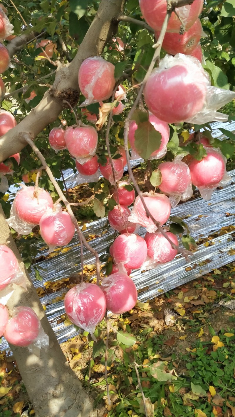 山西万荣精品纸加膜红富士