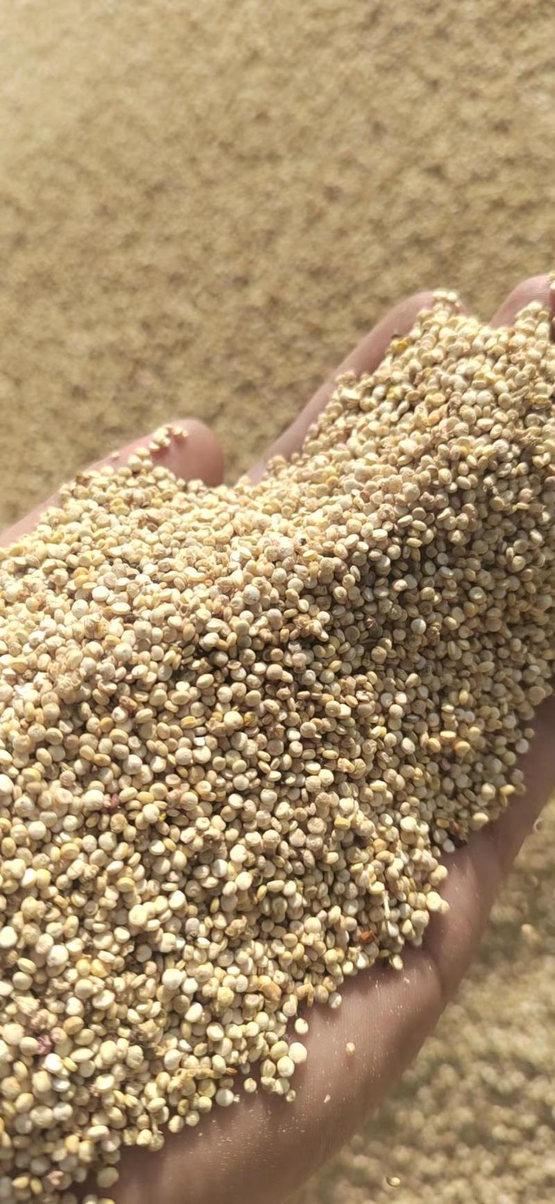 甘肃高原藜麦，新粮2022年，精品藜麦内蒙，整车发售量大