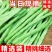 【今日优选】新鲜现摘云南四季豆无筋豆刀豆应季豆角新鲜蔬菜