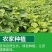【今日优选】新鲜现摘云南四季豆无筋豆刀豆应季豆角新鲜蔬菜