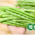 【今日优选】新鲜现摘云南四季豆无筋豆刀豆应季豆角新鲜蔬菜
