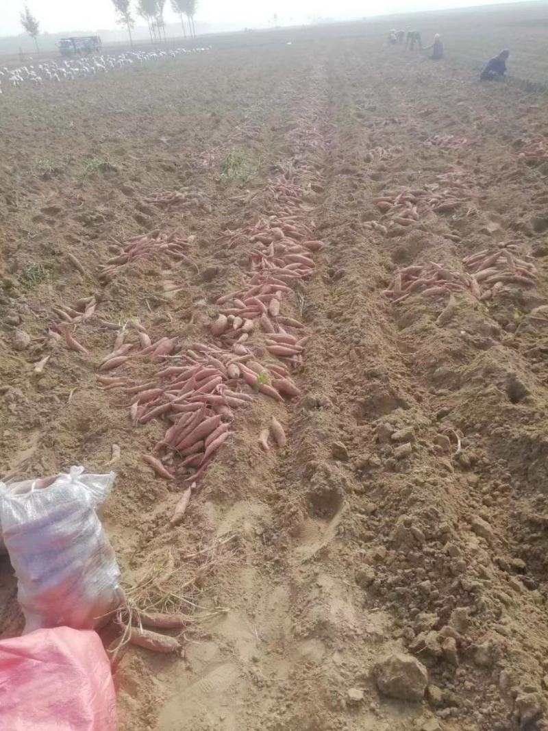 西瓜红沙地蜜薯红薯，健康绿色，有检测报告，无公害