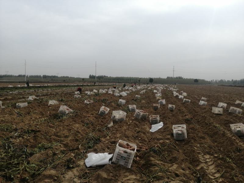 西瓜红沙地蜜薯红薯，健康绿色，有检测报告，无公害