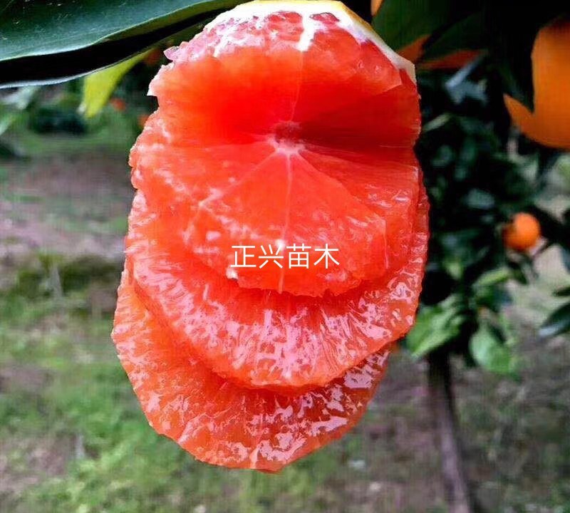 卡拉卡拉红肉脐橙苗，卡拉红心脐橙苗，品质保证欢迎来电