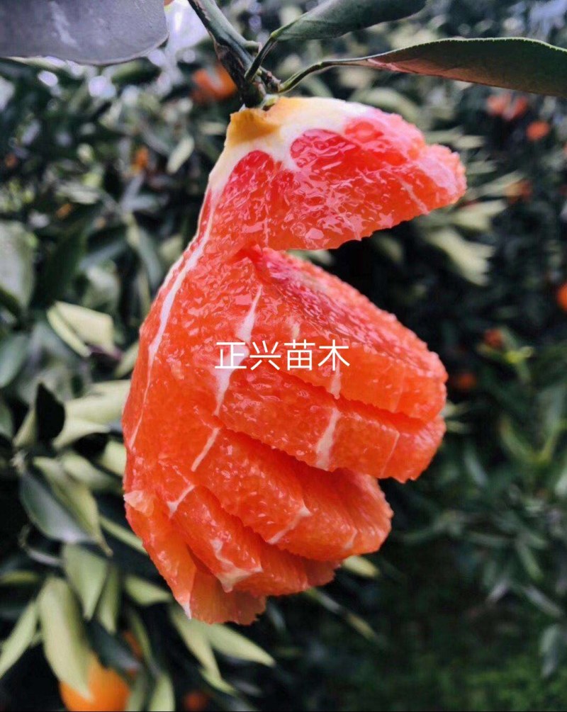 卡拉卡拉红肉脐橙苗，卡拉红心脐橙苗，品质保证欢迎来电