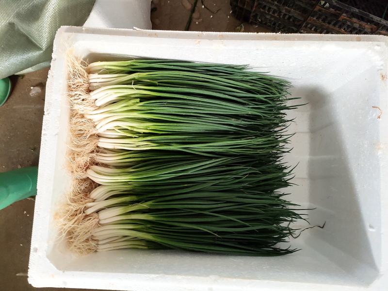 云南小香葱