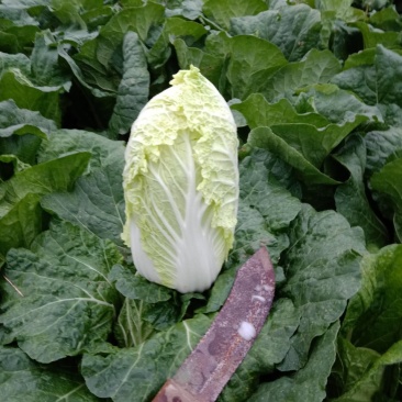 大娃娃菜