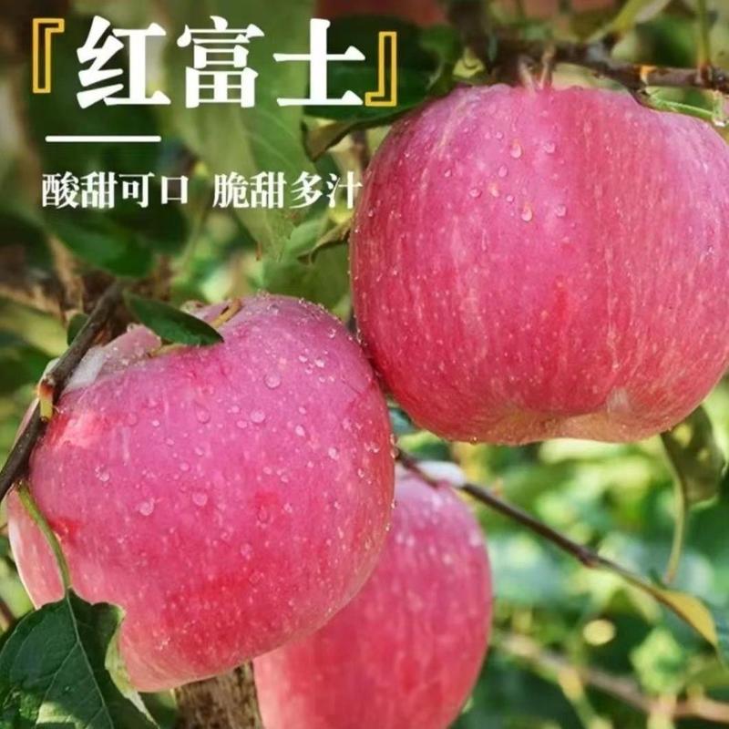 陕西韩城红富士苹果，个大色美，口感好，欢迎来电咨询